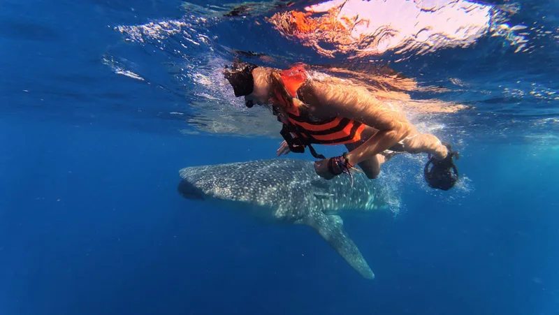 Turista nadando junto a un tiburón ballena en Isla Mujeres